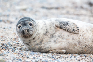 Gray seal on rocky shore